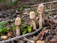 Drei hellbraune Schopf-Tintlinge im Wald